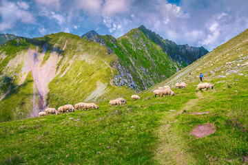 Fototapeta na wymiar Sheeps grazing in mountain pasture, Fagaras mountains, Carpathians, Transylvania, Romania