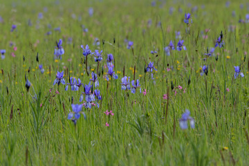 Sibierische Schwertlilien bl&uuml;hend in der Wiese