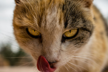 Frightening eyes of a cat after Interrupting her meal