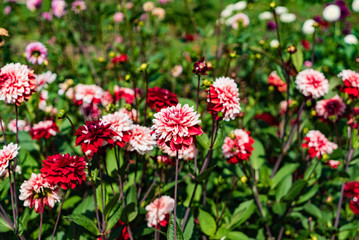 beautiful dahlias in the garden