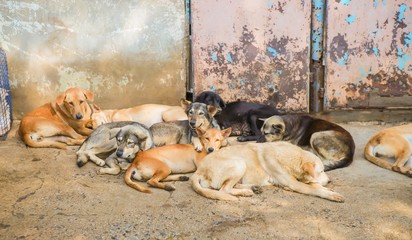 Thai dog  in the garden