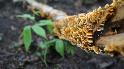 mushroom log