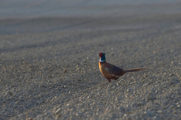 Kolory na polu © Tomek Kiecana