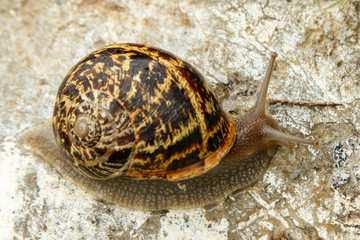Un caracol sobre una piedra