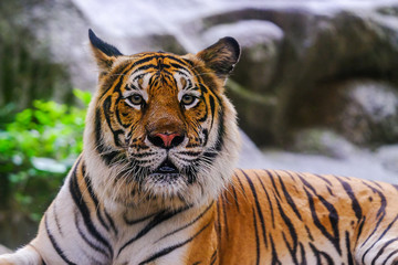 The Siberian tiger (Panthera tigris tigris) also called Amur tiger