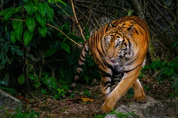 Foto op Aluminium The Siberian tiger (Panthera tigris tigris) also called Amur tiger © subinpumsom