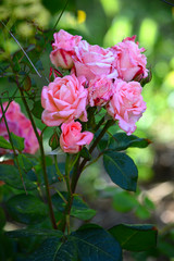 Close-up of a Beautiful Pink Rose Branch, Nature, Macro