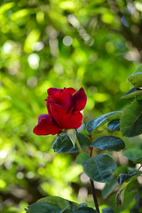 Close-up of a Beautiful Red Rose, Nature, Macro