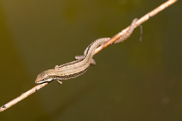 Light brown lizard hanging on a branch 2