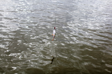 Fishing in the delta of the Volga River on the river Baklanya. The Astrakhan region. Russia. Caught on a spoon-bait perch fish close up. - Image