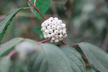 Juicy bright saturated greenery in a rainforest.The large leaves of the flower. Fern leaves.