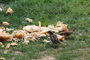 Sparrows eating bread crumbs in the park 