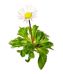 Bellis perennis flowers on white background. Macro shot of spring flowers. © petrsalinger