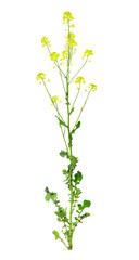 Rapeseed (brassica napus) isolated on white background. Agricultural crop used for oil production.