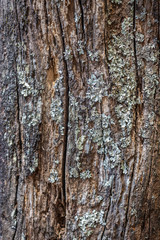 Fototapeta premium Tree textured colorful skin