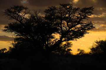 acacia tree silhouette at sunset