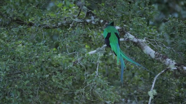 quetzal; resplendent; costa; rica; bird; forest; green; wildlife; wild; pharomachrus; mocinno; beautiful; animal; jungle; tail; magnificent; rare; central; red; sacred; tree; nature; feathers; exotic;
