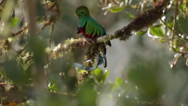 Resplendent Quetzal, Pharomachrus mocinno. Green bird from Costa Rica. Bird with long tail. 