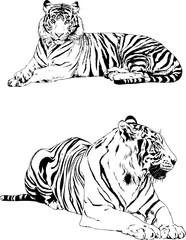 large striped tiger drawn ink sketch in full growth	