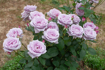 ブーケのような青バラ