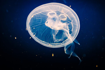 Moon Jellyfish