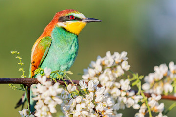 bee-eater sits on a branch among the flowers of acacia
