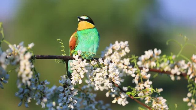 beautiful colored bird sitting on a branch among the flowers of white acacia