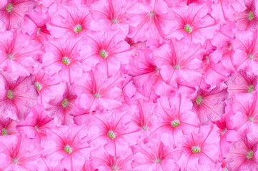 art pink Adenium obesum flower pattern background