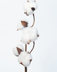 cotton flower
