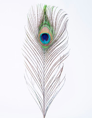 peacock's  feather