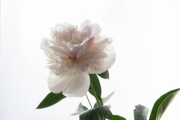 Peony isolated on white background