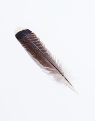 eagle's feather