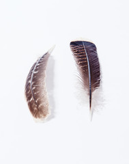 eagle's feather