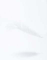 white feather