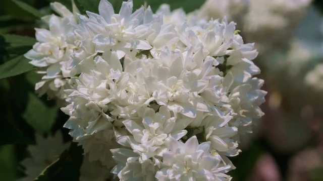 White fragrant wild cherry plant blooms in large clusters on a sunny summer day in the garden close-up
