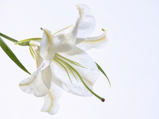 Lily isolated on white background