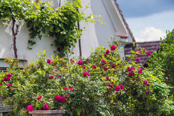 Hübscher pinkroter Rosenbusch vor einem alten Bauernhaus