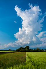 Fields of Friuli Venezia-Giulia