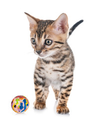 Obraz premium bengal kitten in studio