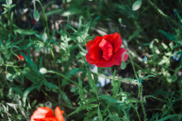 Obraz premium Field of poppies on a sunset
