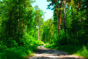Forest road , beautiful and spring forest landscape 