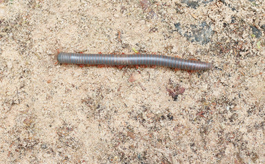 millipede walking on ground background