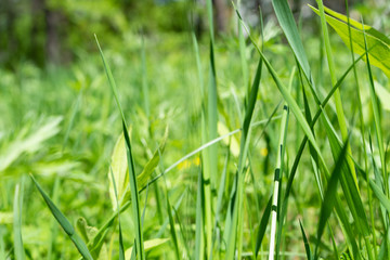 green grass
