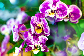 Purple Moon Orchid or Known As Charm Flower. Phalaenopsis Amabilis Batik Variance is National Flower of Indonesia. Selective Focus.