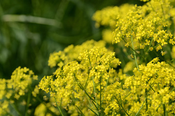 Small yellow wild flowers on a sunny summer day close up