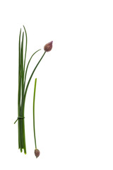 fresh organic chives isolated on white background