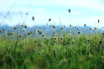 grass and flowers