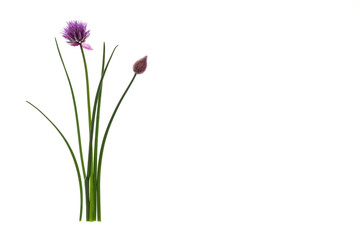 chive stalks and flowers isolated on white background with copy space on right - obrazy, fototapety, plakaty