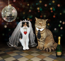 The cat's newlyweds is sitting near the mirror ball.The bottle of champagne is next to them.