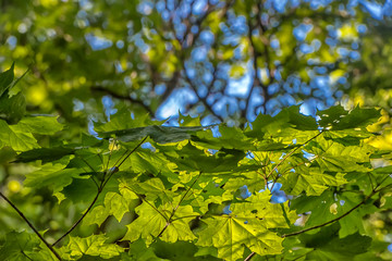 young maple leaf in early summer